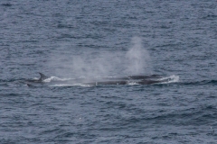 Von Südgeorgien zur Antarktischen Halbinsel