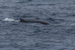 Von Südgeorgien zur Antarktischen Halbinsel