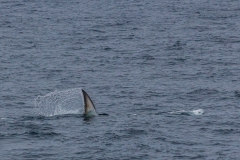 Von Südgeorgien zur Antarktischen Halbinsel