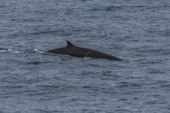 Von Südgeorgien zur Antarktischen Halbinsel