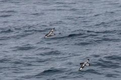 Von Südgeorgien zur Antarktischen Halbinsel