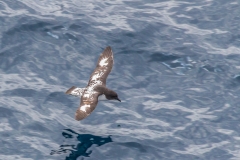 Von Südgeorgien zur Antarktischen Halbinsel