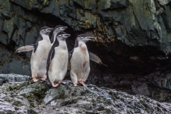 Antarktische Halbinsel