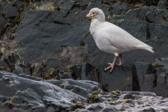 Antarktische Halbinsel