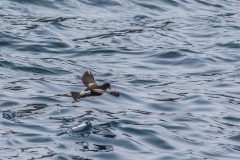 Antarktische Halbinsel