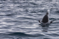 Antarktische Halbinsel