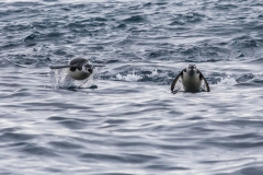 Antarktische Halbinsel