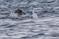 Antarktische Halbinsel