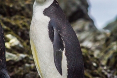 Antarktische Halbinsel