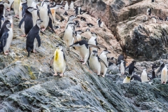 Antarktische Halbinsel