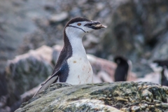 Antarktische Halbinsel