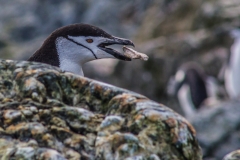 Antarktische Halbinsel