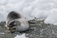 Antarktische Halbinsel