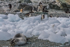 Antarktische Halbinsel