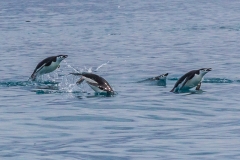 Antarktische Halbinsel