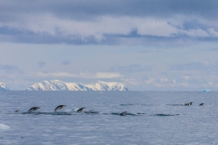Antarktische Halbinsel