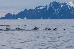 Antarktische Halbinsel