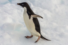 Antarktische Halbinsel