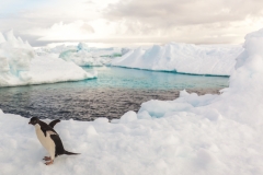 Antarktische Halbinsel