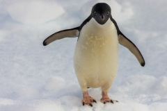 Antarktische Halbinsel