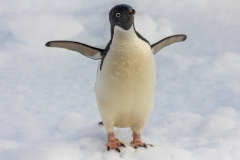 Antarktische Halbinsel