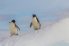 Antarktische Halbinsel