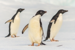 Antarktische Halbinsel