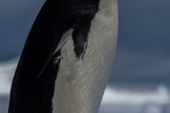 Antarktische Halbinsel