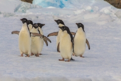 Antarktische Halbinsel