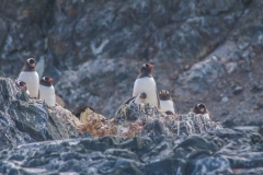 Antarktische Halbinsel