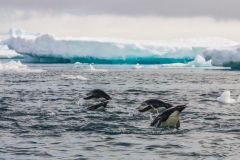 Antarktische Halbinsel