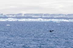 Antarktische Halbinsel