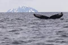 Antarktische Halbinsel