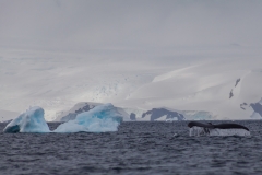Antarktische Halbinsel