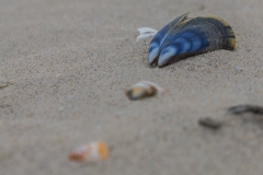 Frankreich - National Nature Reserve of the Dune Marchand Frankreich - National Nature Reserve of the Dune Marchand