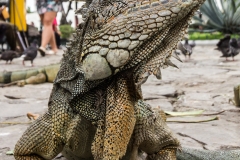 Guayaquil - Parque Seminario