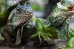 Guayaquil - Parque Seminario