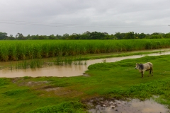 Ecuador - Tren de la Dulzura - Zuckerrohr-Felder