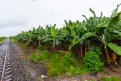 Ecuador - Tren de la Dulzura - Bananen-Plantage