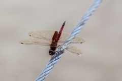 Guayaquil - Isla Santay