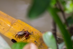 Guayaquil - Isla Santay