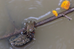 Guayaquil - Isla Santay