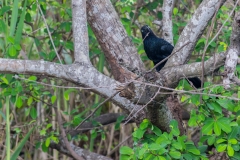 Guayaquil - Isla Santay