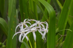 Guayaquil - Isla Santay