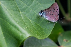 Guayaquil - Isla Santay