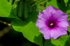 Guayaquil - Isla Santay