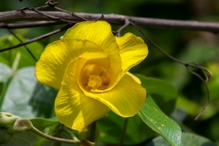 Guayaquil - Isla Santay