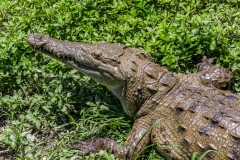 Guayaquil - Isla Santay
