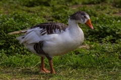 Im Garten vom Hostel in Montanita