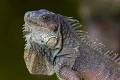 Im Garten vom Hostel in Montanita